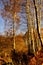 Birch light beauty of forests, gives people joy, peace and hope.