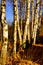 Birch light beauty of forests, gives people joy, peace and hope.