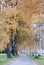 Birch lined Autumn path in the Alpine countryside II