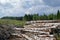 Birch Logs at Forest Clear Cut