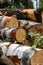 Birch logs vertical design stack of raw fresh trunk end sunny day background