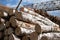 Birch logs at a wood processing plant.Woodworking industry