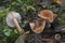 The Birch Milkcap Lactarius tabidus is an inedible mushroom
