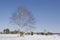 Birch in moorland in winter