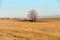 Birch on a mowed agricultural field