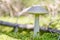Birch mushroom, copy space. Edible fungus growing in moss. White bog ghost bolete. Poorly absorbed food