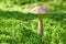 Birch mushroom. Edible fungus growing in moss. White ghost bog bolete. Copy space