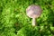 Birch mushroom. Edible fungus growing in moss. White ghost bog bolete. Copy space