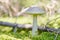 Birch mushroom. Edible fungus growing in moss. White ghost bog bolete. Copy space