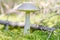 Birch mushroom. Edible fungus growing in moss. White ghost bog bolete. Copy space