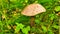 Birch mushroom grows in wild forest.Edible mushroom Leccinum scabrum in the forest. Known as Brown birch bolete, Rough