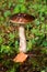 Birch mushroom Latin: Leccinum scabrum grows in the forest in autumn and summer in green moss and grass