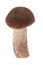 Birch mushroom (Leccinum scabrum)