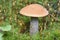Birch Mushroom Norwegian woodland