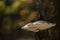 Birch mushroom Piptoporus betulinus