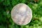 Birch mushroom, top view. Edible fungus growing in moss. White bog ghost bolete. Poorly absorbed food