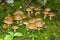 Birch mushrooms