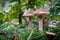 Birch mushrooms on the forest floor