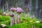 Birch mushrooms Leccinum scabrum