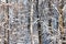 birch and oak trees in snowy forest in sunny day