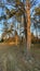 Birch and pine forest just before sunset