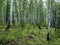 Birch and pine mixed forest in summer