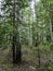 Birch and pine mixed forest in summer