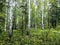 Birch and pine mixed forest in summer