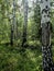 Birch and pine mixed forest in summer