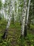 Birch and pine mixed forest in summer