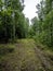 Birch and pine mixed forest in summer, a path in the forest