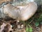 Birch polypore