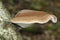 Birch Polypore