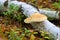 Birch polypore in autumn forest