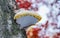 Birch polypore on a birch tree close-up