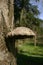 Birch polypore bracket fungus