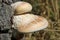 Birch polypore bracket fungus on birch tree