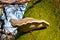 Birch polypore mushroom