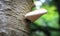 A birch polypore mushroom Piptoporus betulinus