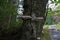 Birch Polypore mushrooms on tree at riverside