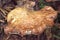 Birch Polypore or Razor Strop Fungus - Fomitopsis betulina