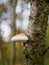 Birch Polypore, Razor Strop Fungus, Piptoporus betulinus