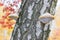 Birch polypores on a birch tree close-up