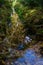 Birch reflection in pond