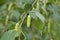 Birch seed pods