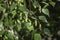 Birch seed pods on the branch close up during springtime