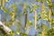 Birch seed pods on the branch close up during springtime.