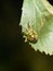 Birch shield bug nymph on birch leaf