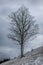 Birch in the snow in swiss mountain