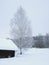 Birch in snow in the winter in the Russian village